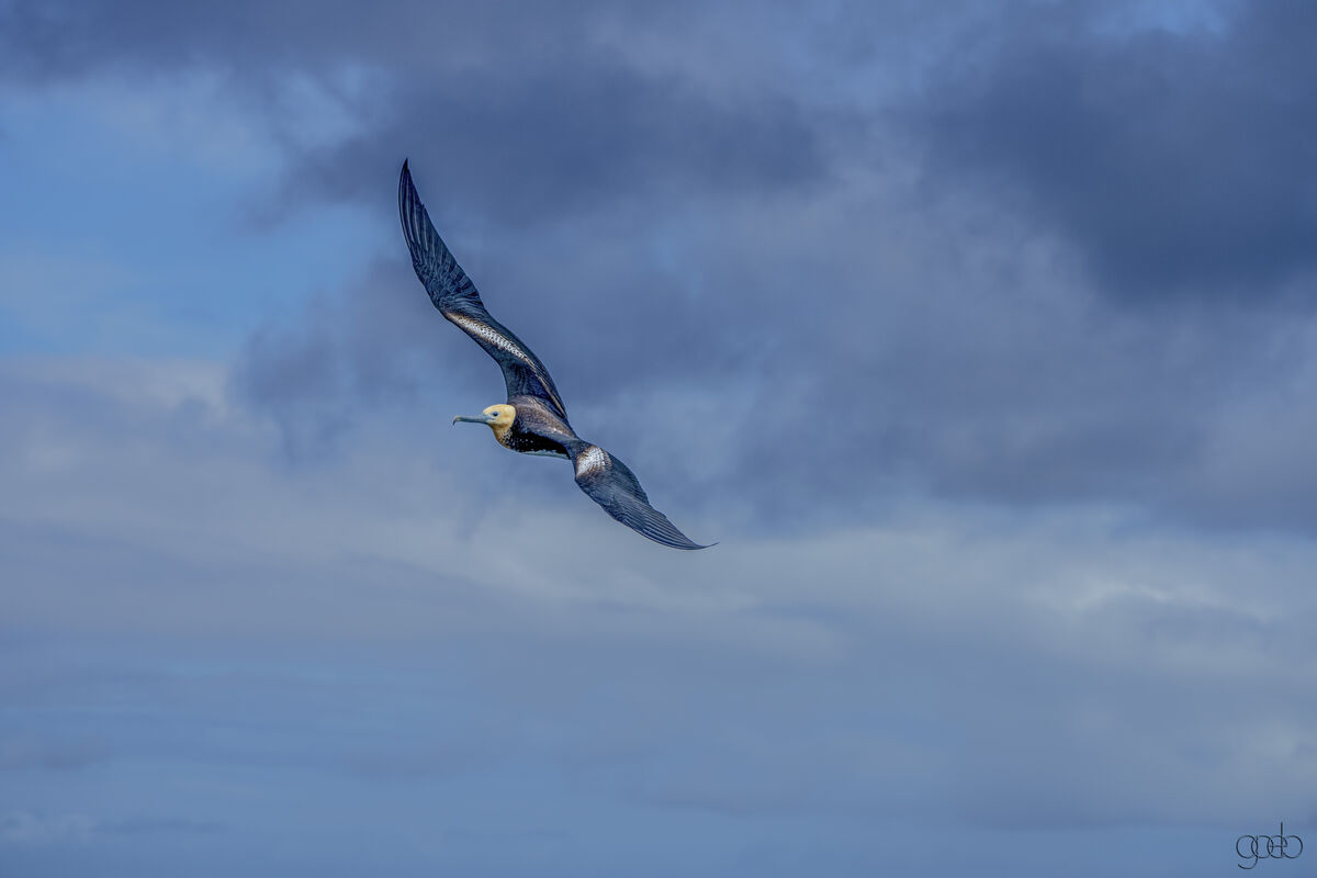 Magnificent Frigatebird...