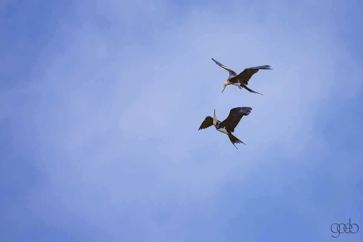 Two Magnigicent Frigatebirds...