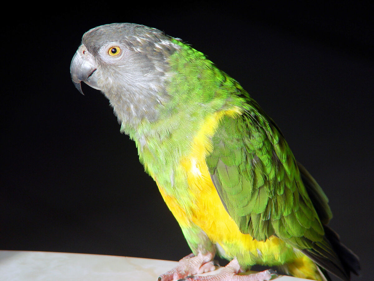 This was Bird, our pet from 1995-2013...