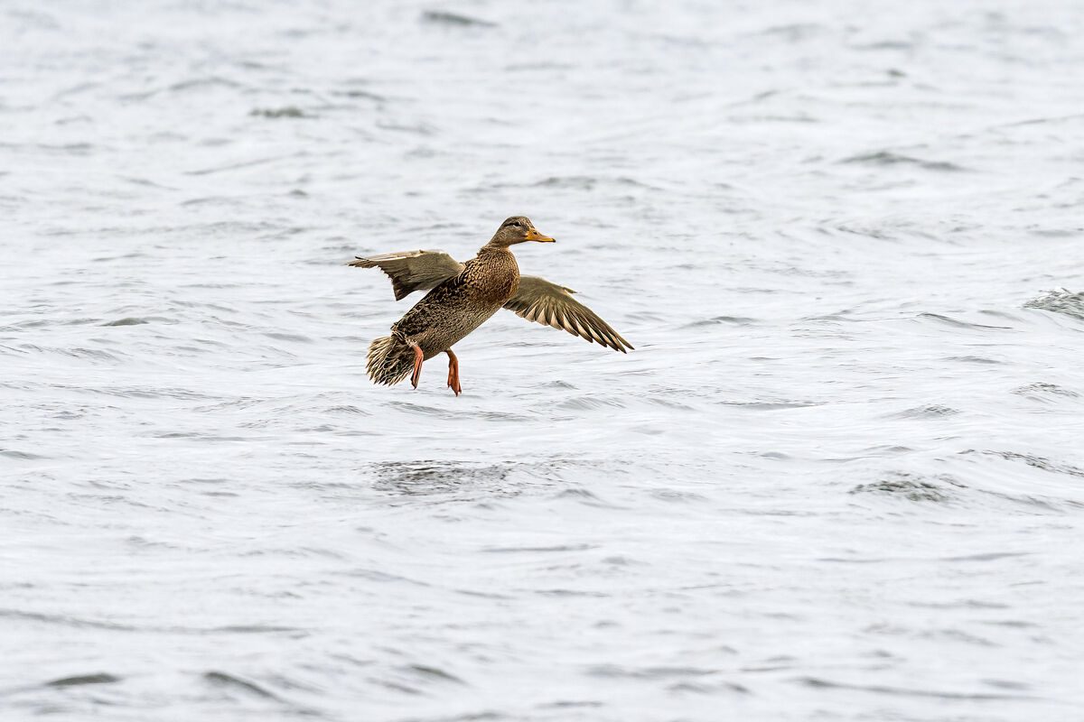 Canada Geese (And Duck) Over Belfair State Park 12-3-2023: Rainy, foggy ...