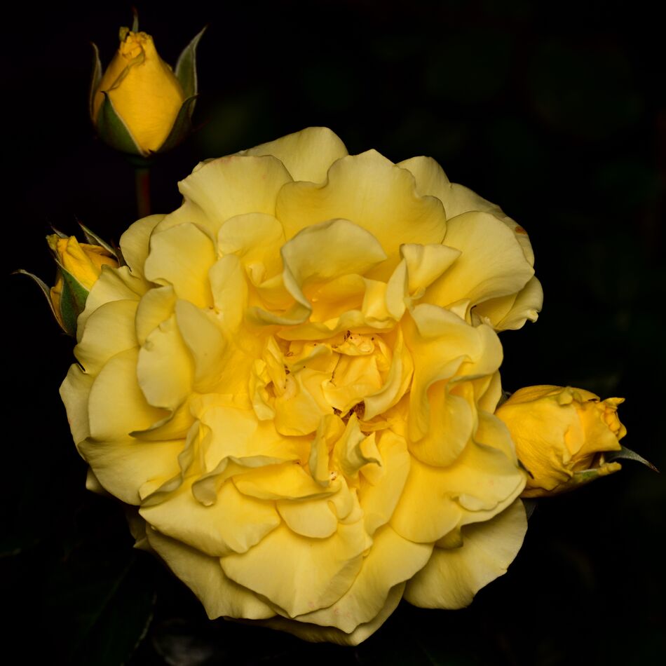 Yellow Rose Night Shot...