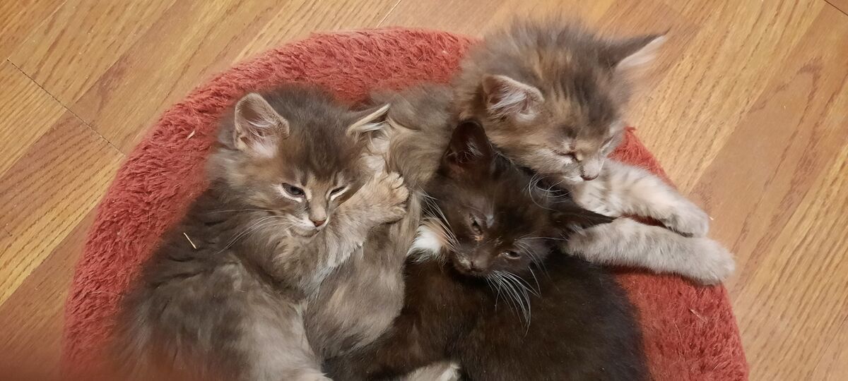 foster kittens...