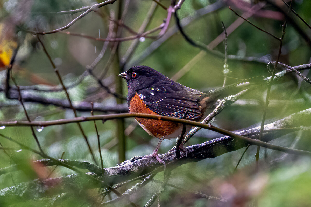Wet Spotted Towhee...