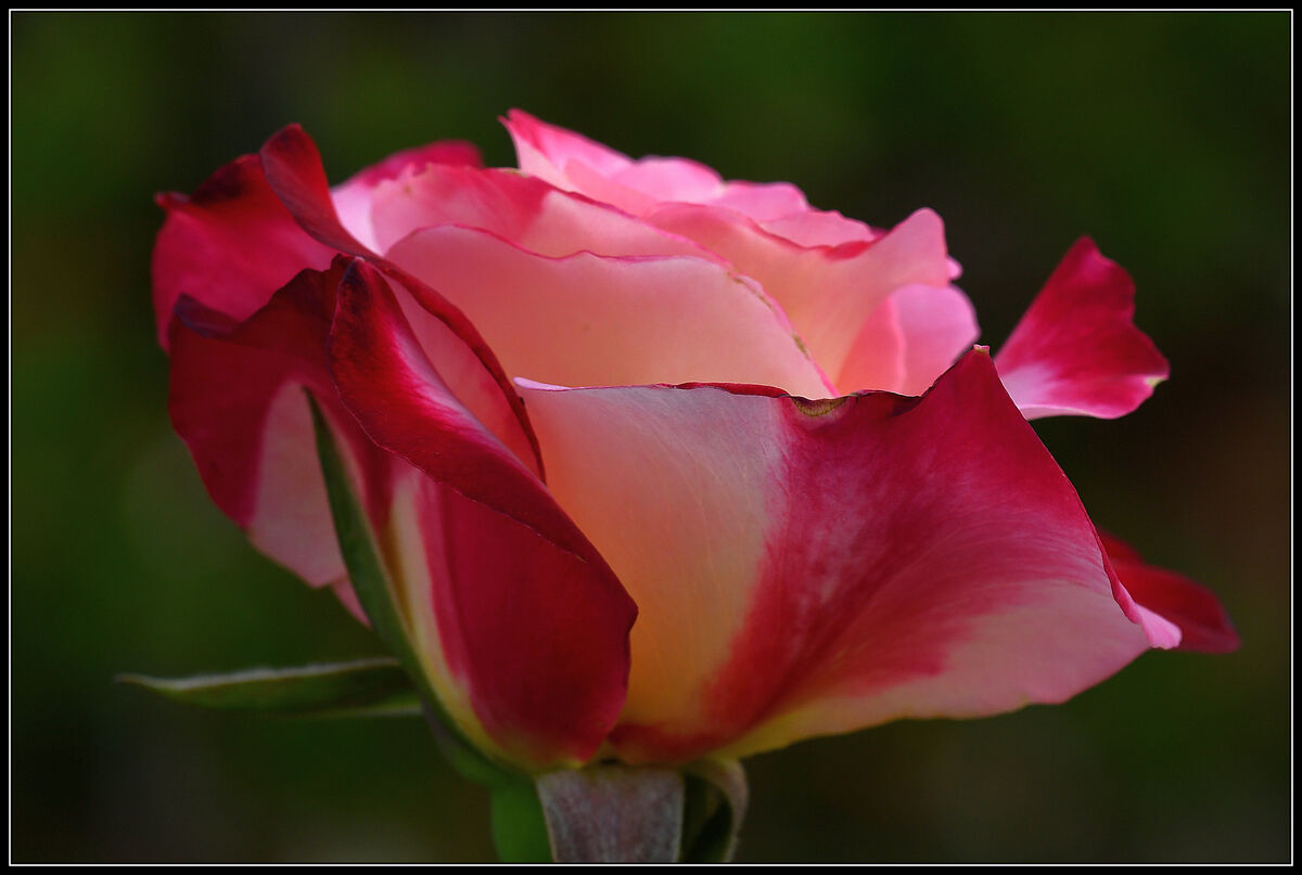 Lorraine's Roses: Just a few of Lorraine's Roses... We're away for a ...