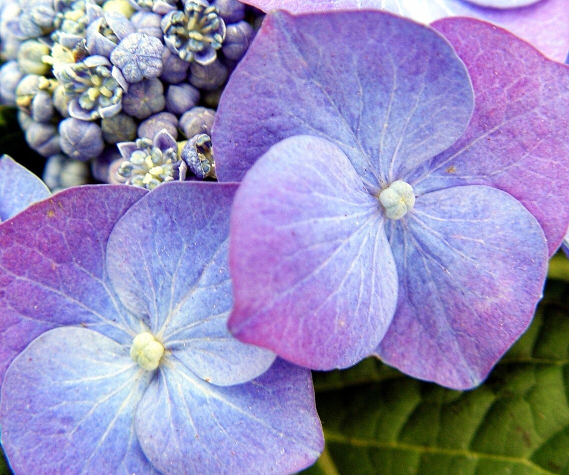 Old florals I've got a soft spot in my heart for flowers, form, and