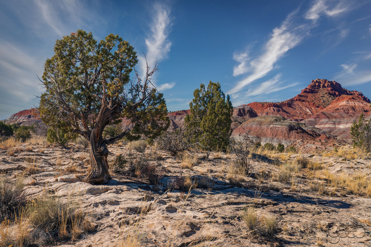 Juniper trees in Old Paria Utah: On our way from Page AZ to Kanab Utah ...