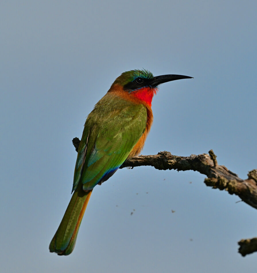 Red-throated Bee-eater...