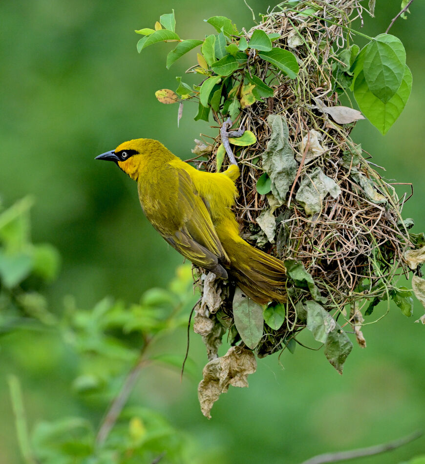 Spectacled Weaver...