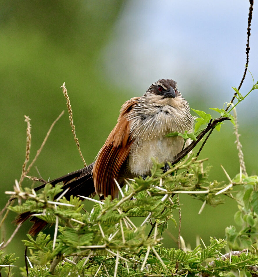White-browed Coucal...