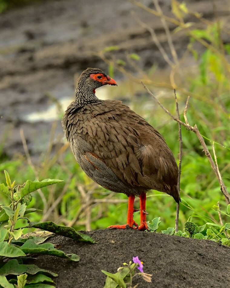 Red-necked Spurfowl...