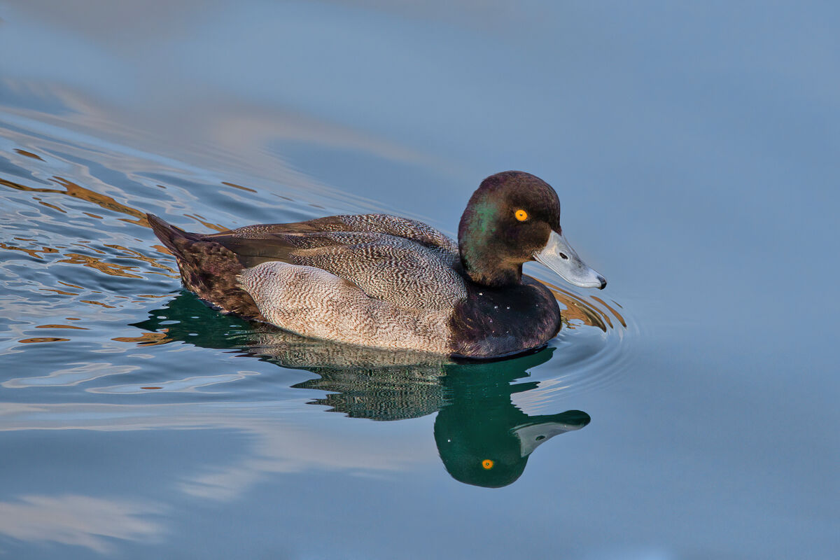 Greater Scaup (m)...