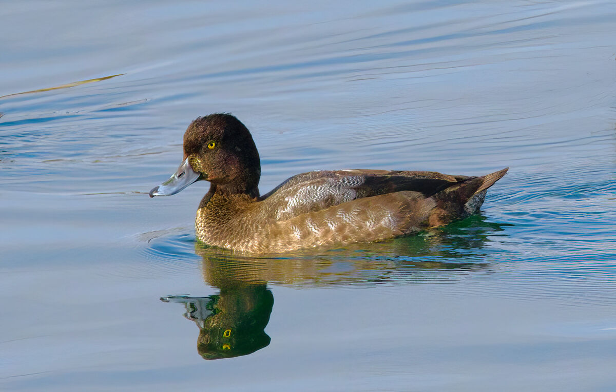 Greater Scaup (f)...