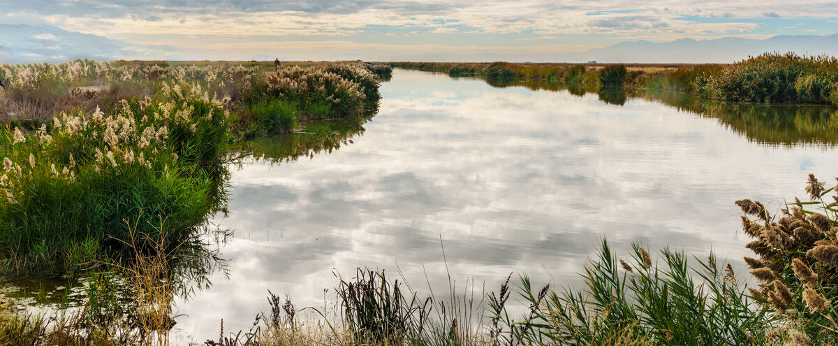 Marsh reflection...