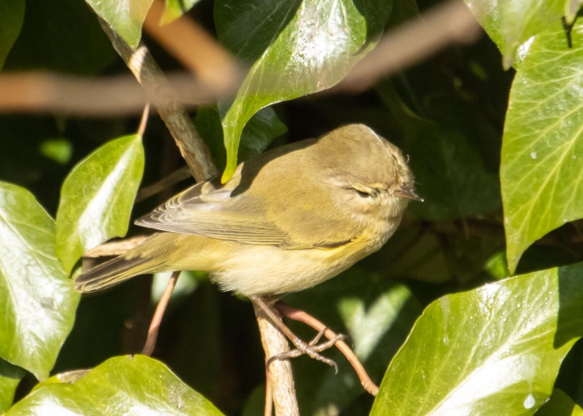 not to sure but think this is a Chiff Chaff...