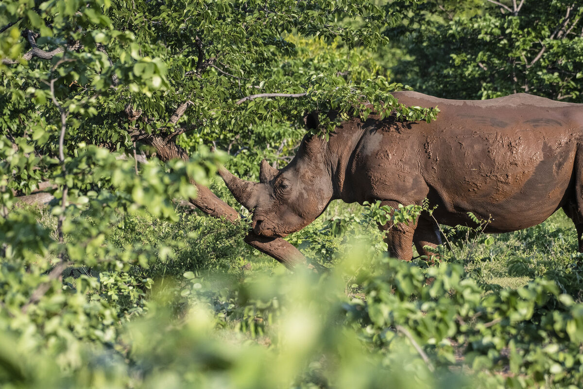 He has a good point: Recent trip to Botswana provided the best photo