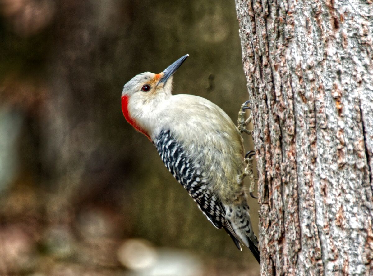 At the feeder today: A Red Bellied Woodpecker, a Song Sparrow and an ...