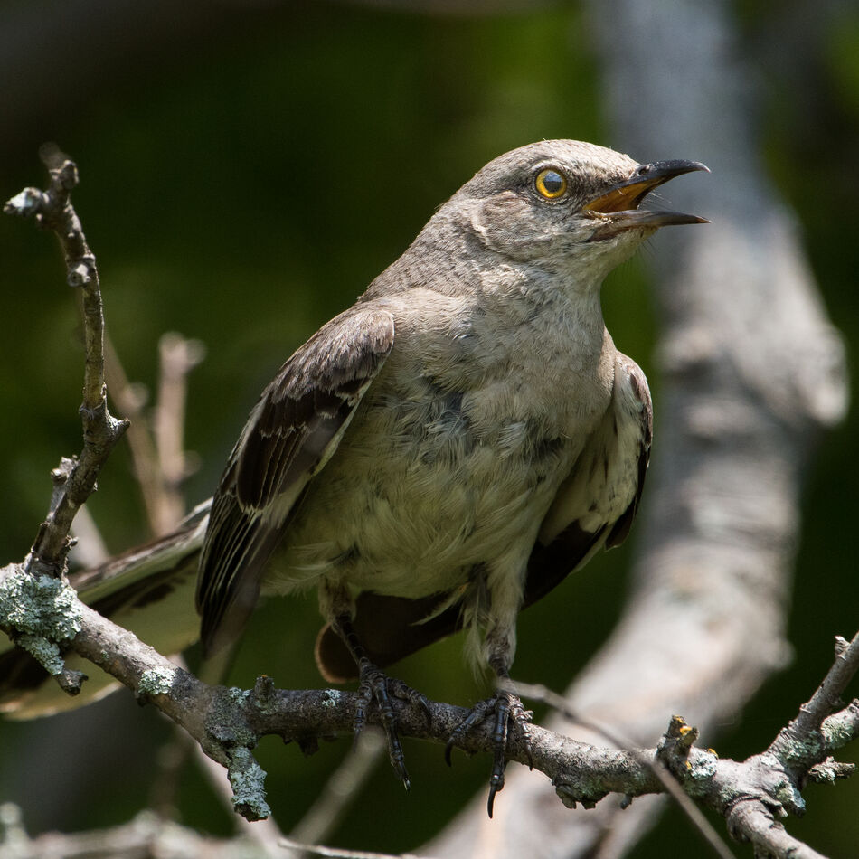 A Moockingbird Nosey: Last summer while photographing Monarchs on Milkweed, This I ...