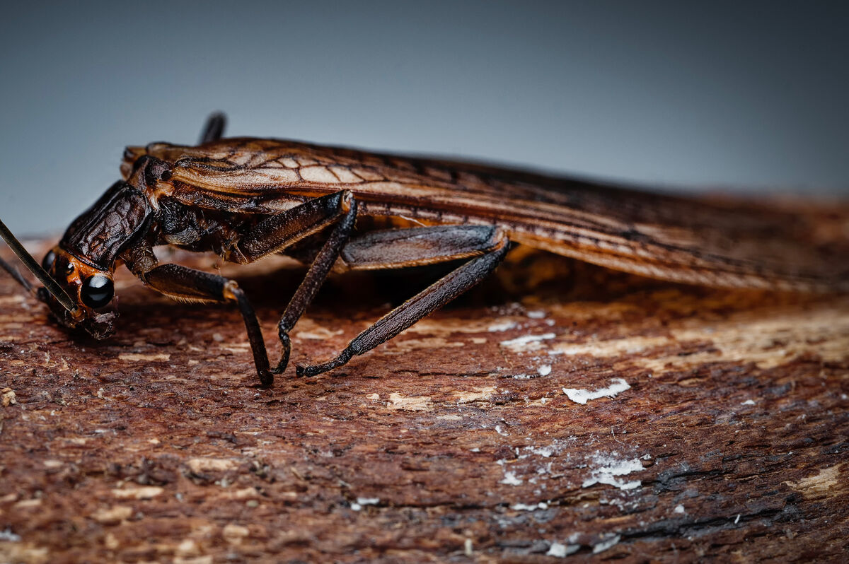 Macro Image of a Stonefly: I staged this preserved stonefly for a