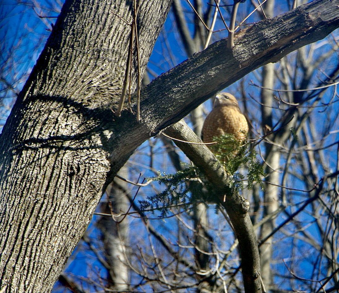 Thinking this is a red shouldered hawk...flew in w...