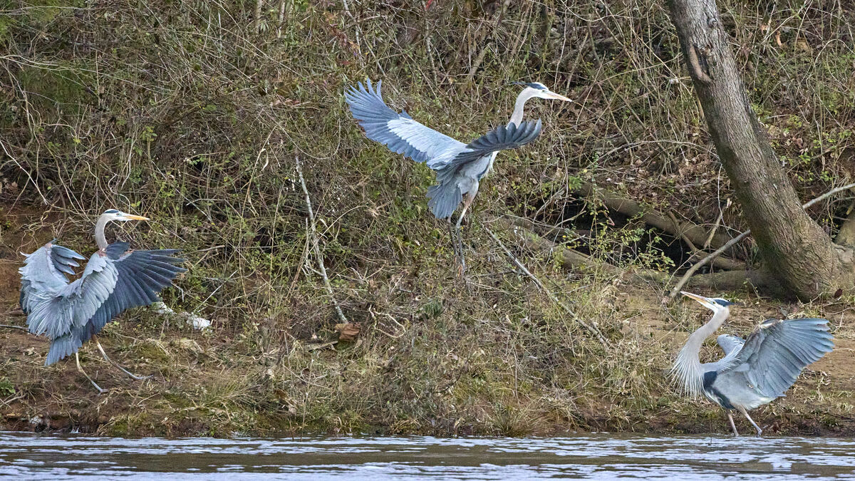 Dance of the Great Blue Herons...
