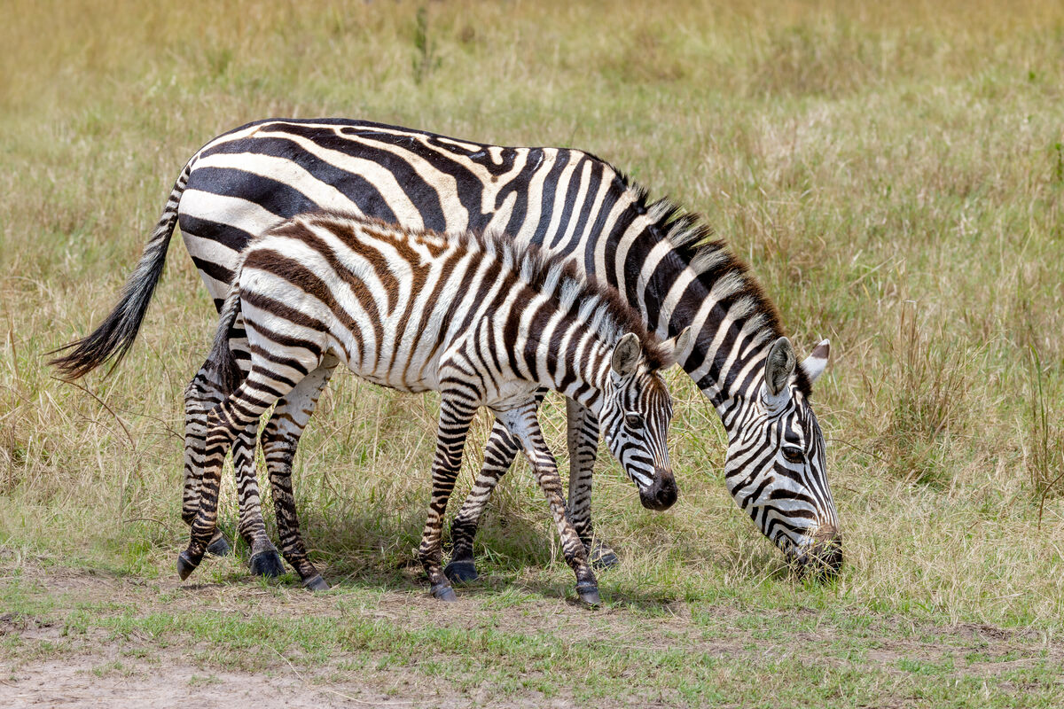 Baby zebra are more brown.  They turn black as the...