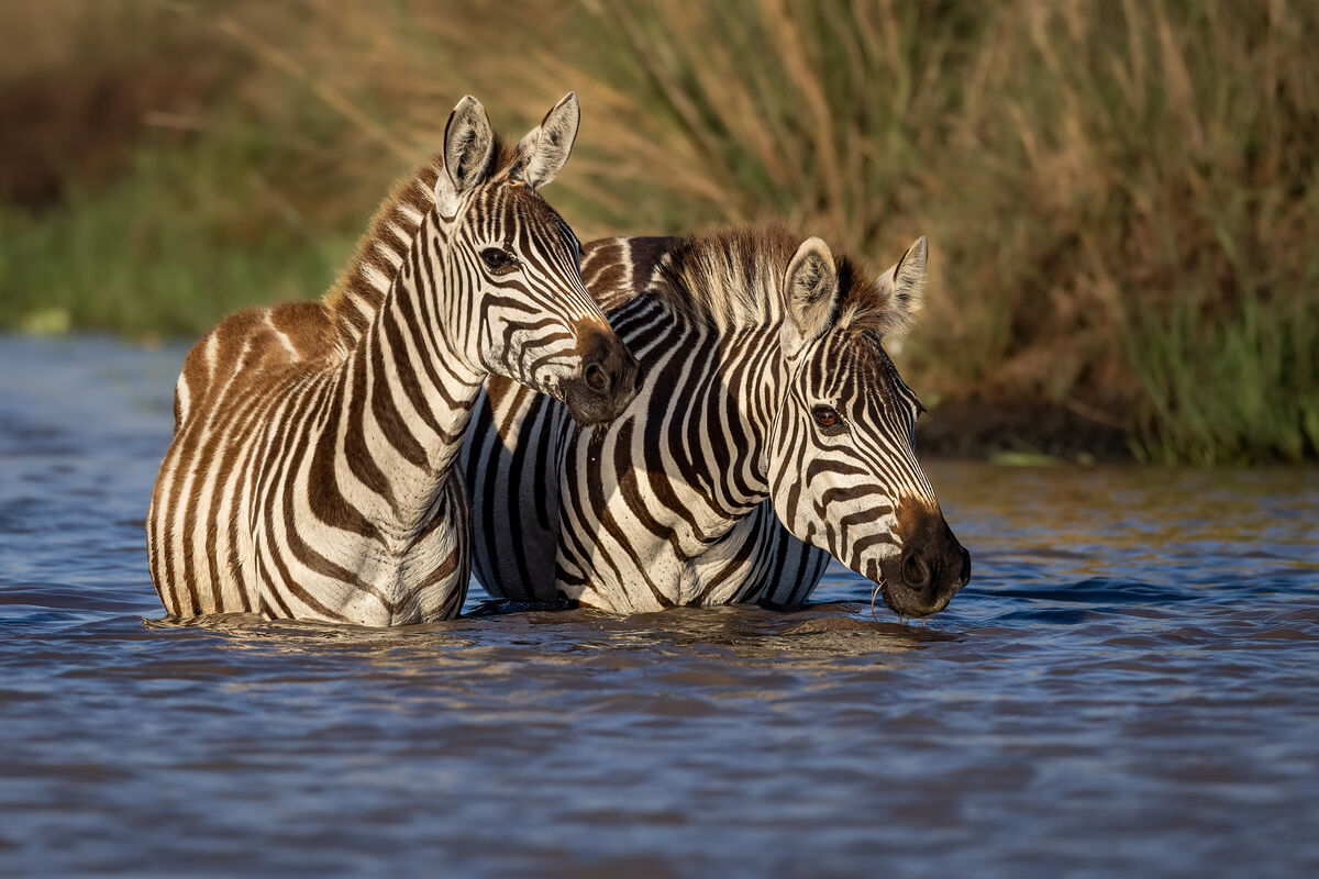 Mom and young zebra, enjoying the cool water....