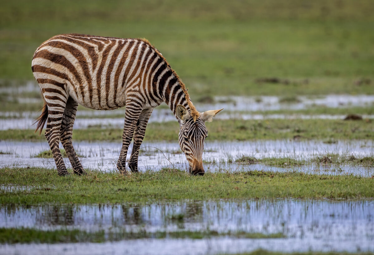 Young zebra in Amboseli finding some green grass. ...