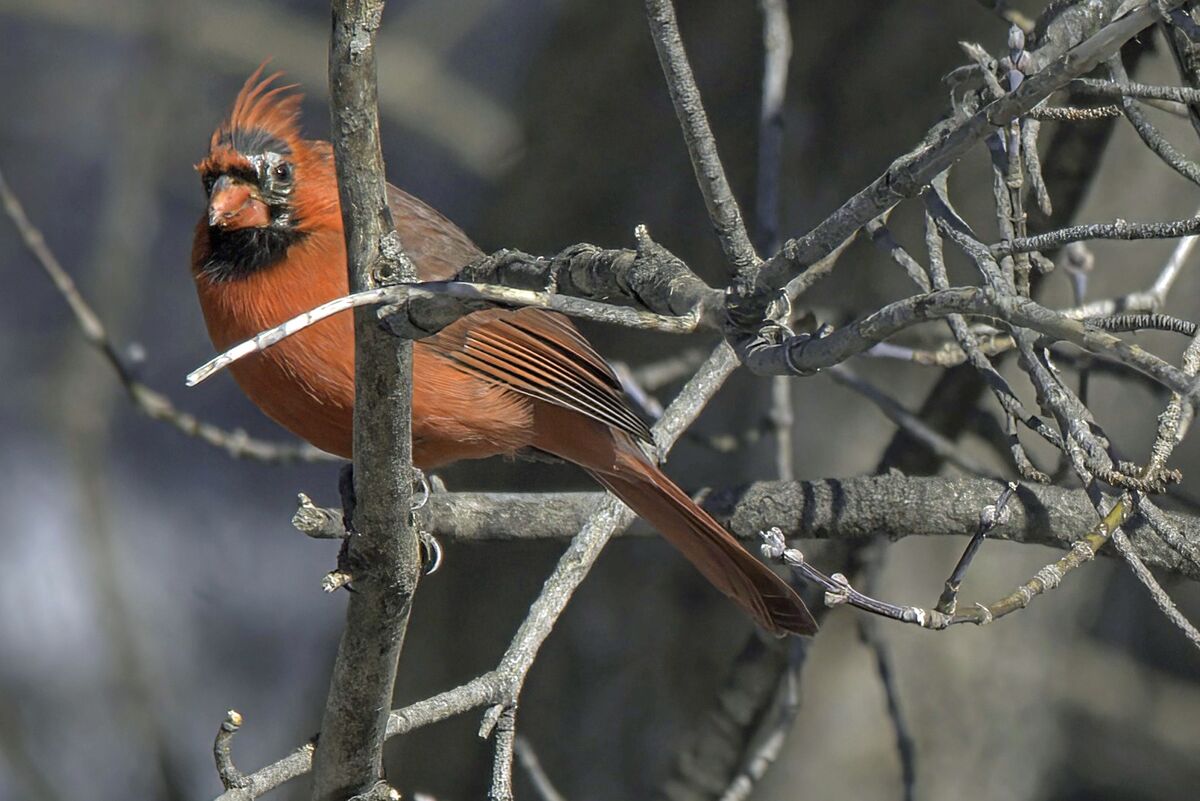 Minnesota Cardinal Northern Cardinal in MN: a few Northern Cardinals were at the local ...