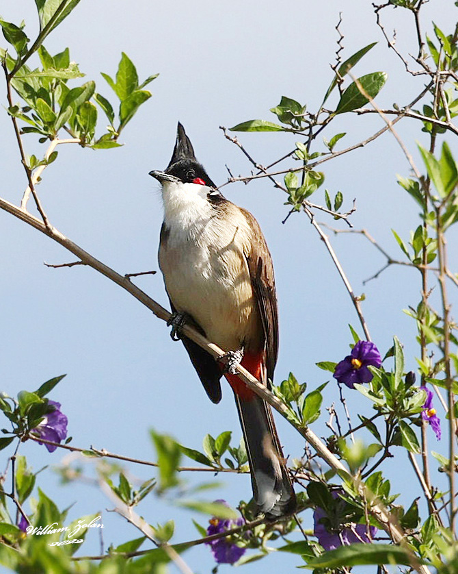 Red Whisked Bulbul...