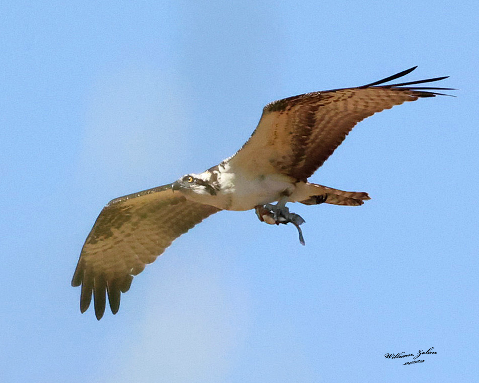 Osprey with his dinner...