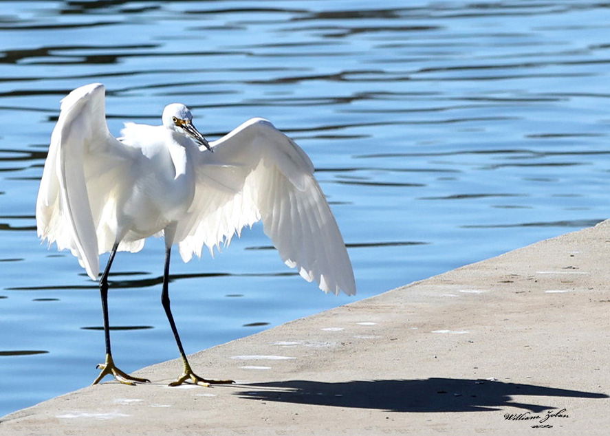 White egret upon landing...