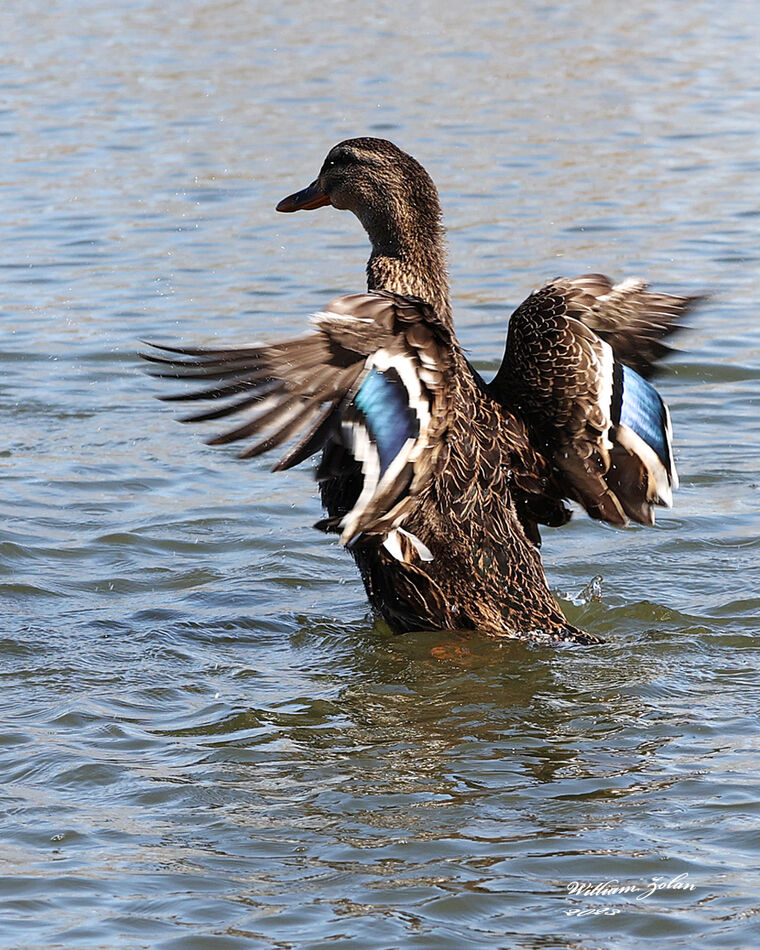 Mallard duck mating season...