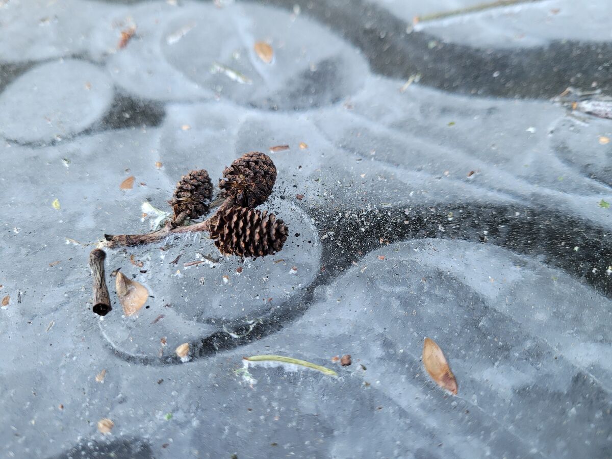 The Alder cones were on an inch of clear ice....