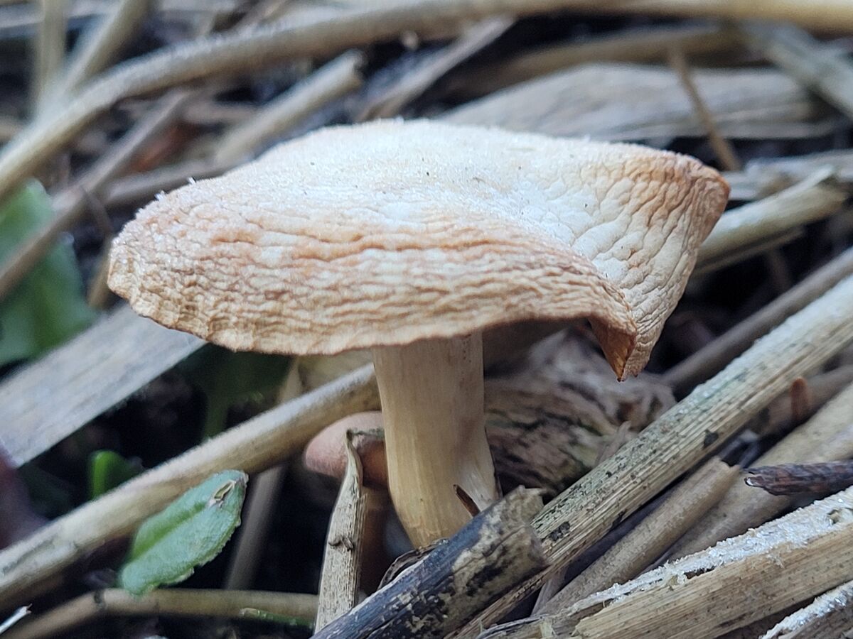 One of the mushroom pics....