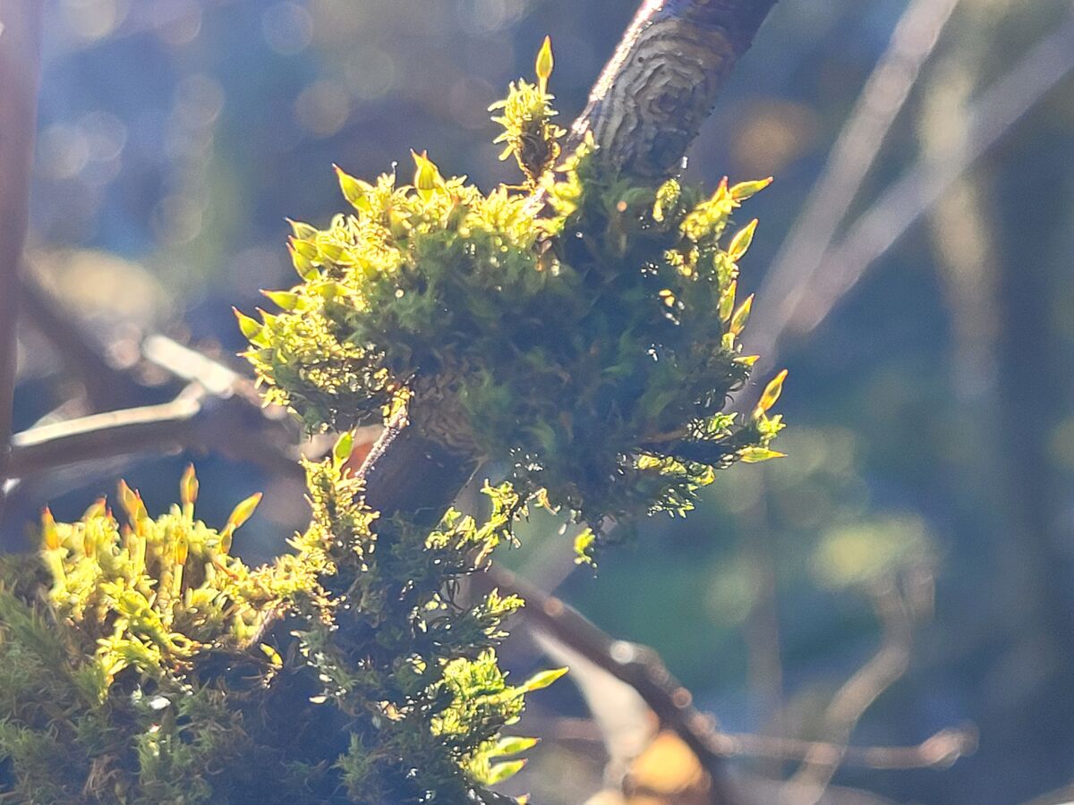 Moss lit from behind by the sun....