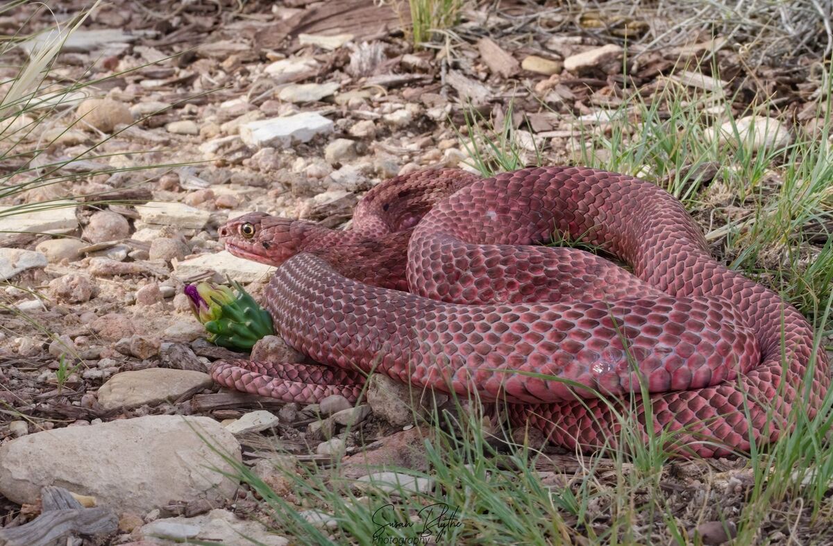 SSSSSSSSSS…..snakes: Let’s see some snakes, Red racers, bull snake ...