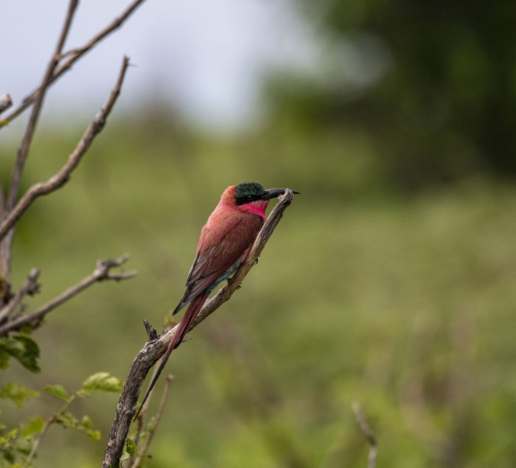 Carmine Bee Eater: This bird was seen many times i...