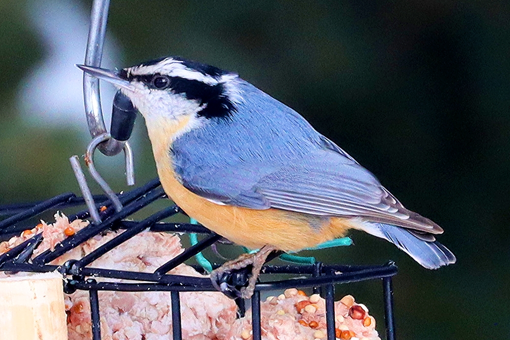 Red-Breasted Nuthatch...