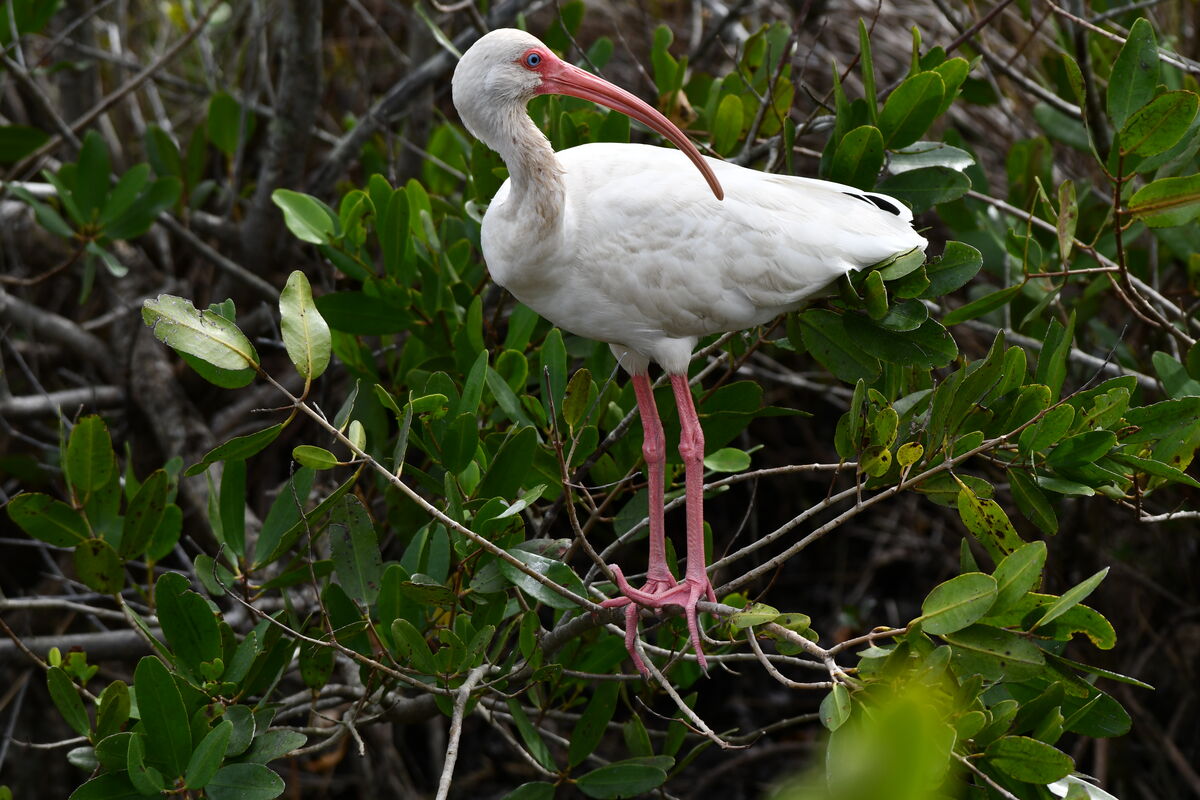 A white ibis...