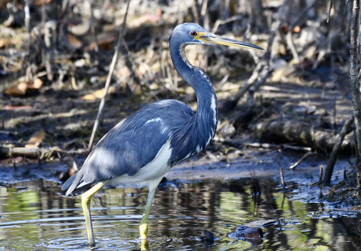 A tricolored heron...