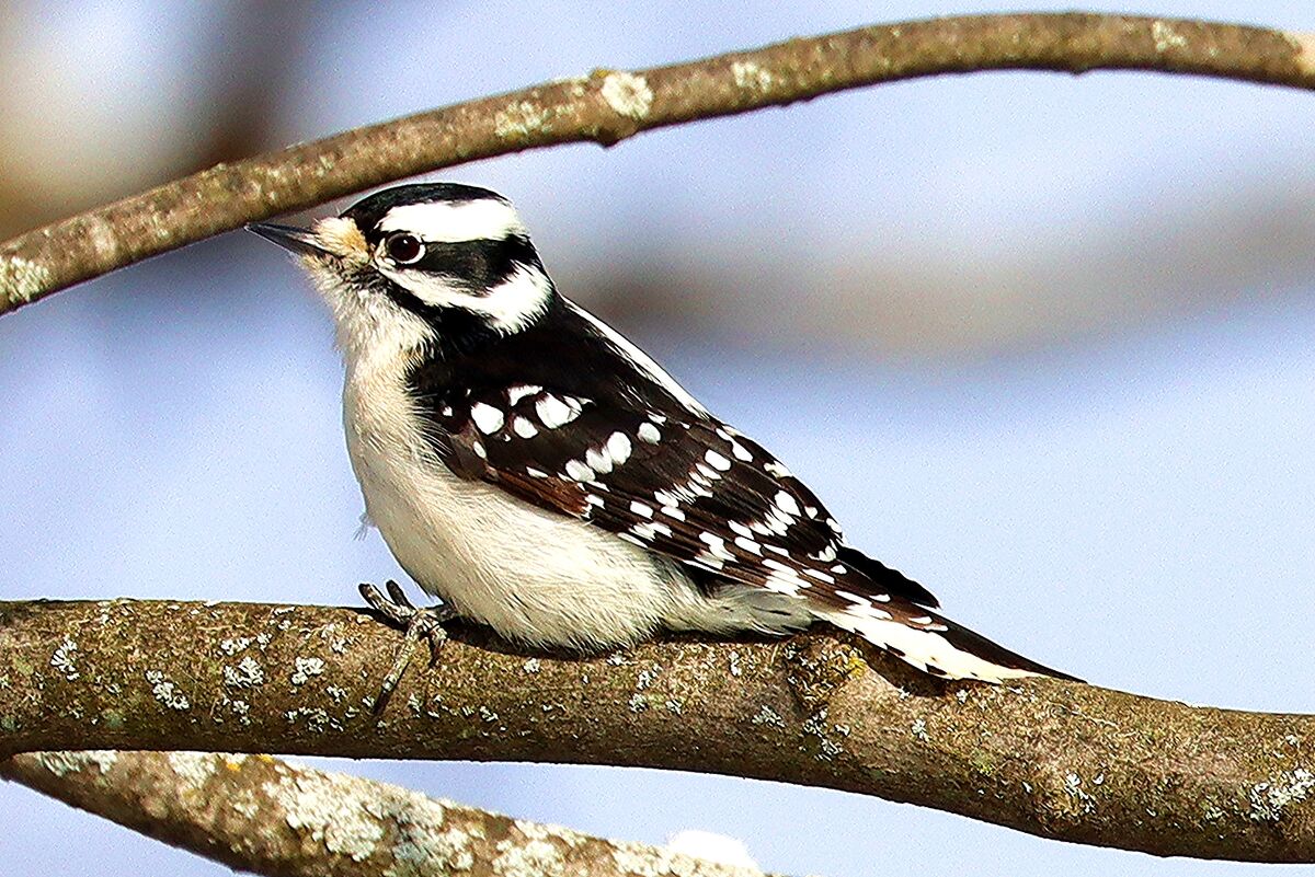 Downy Woodpecker (female)...