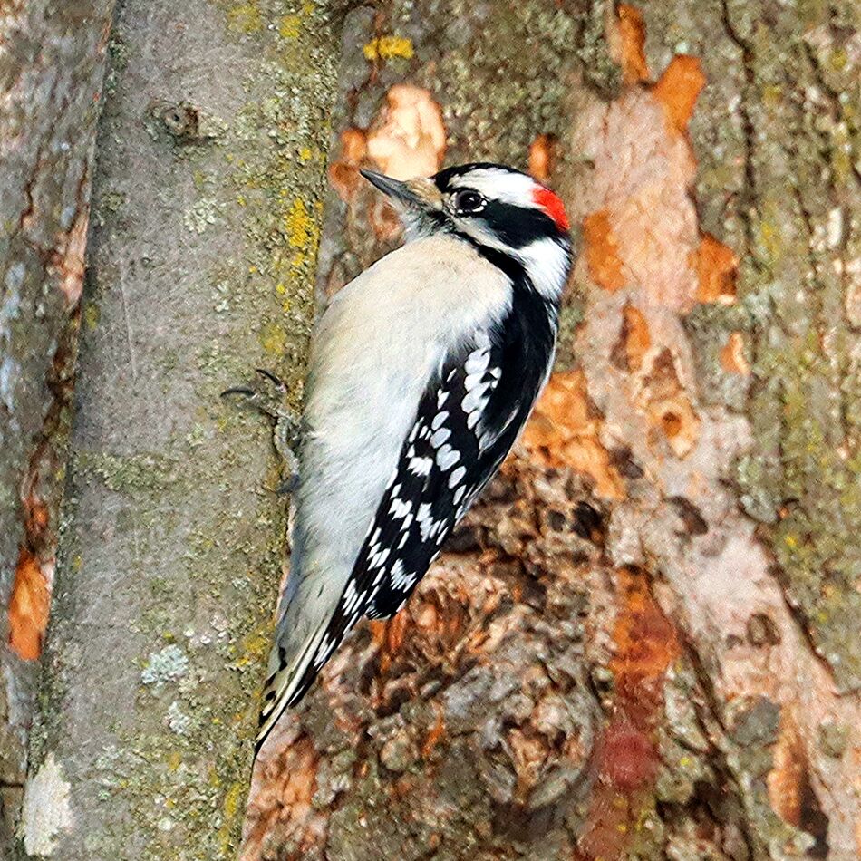 Downy Woodpecker (male)...