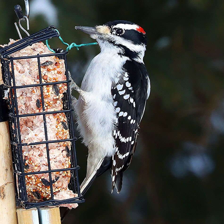 Hairy Woodpecker (male)...
