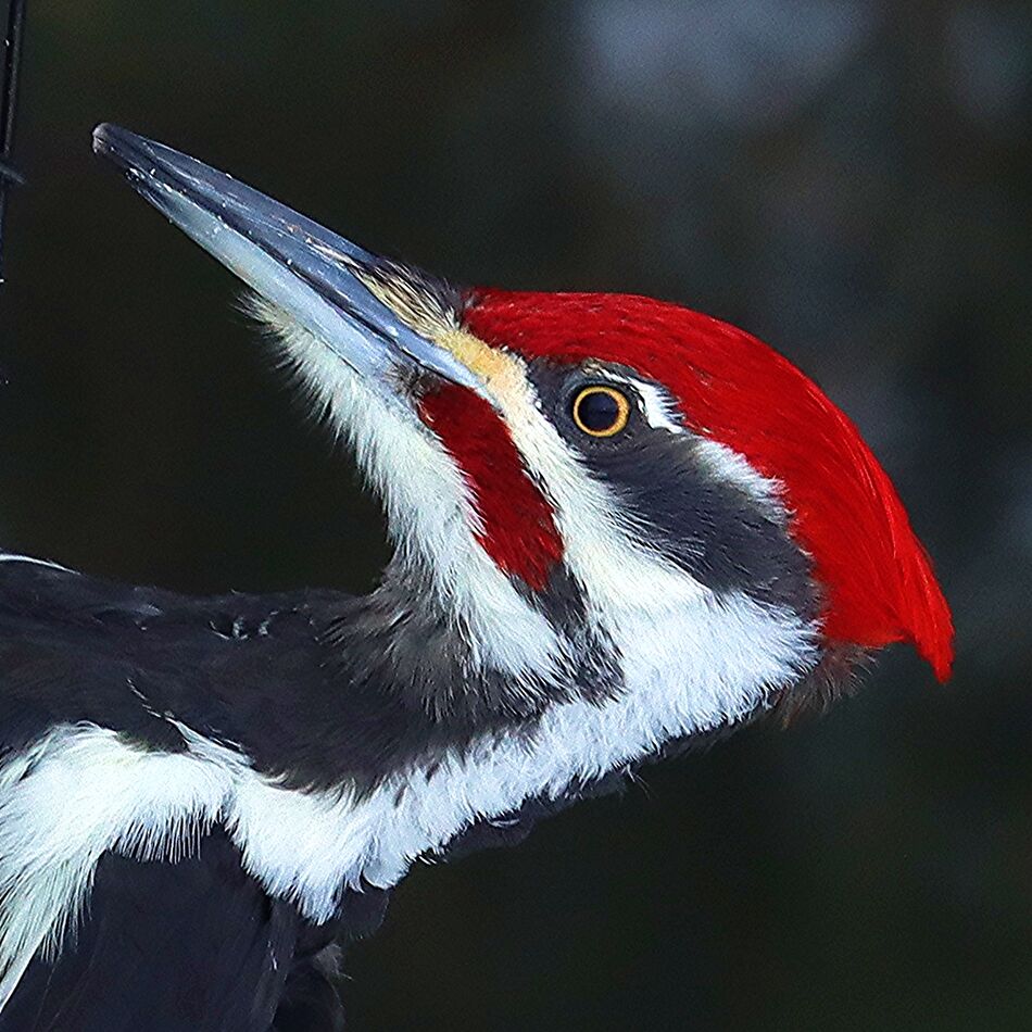 Pileated Woodpecker (male) Headshot...
