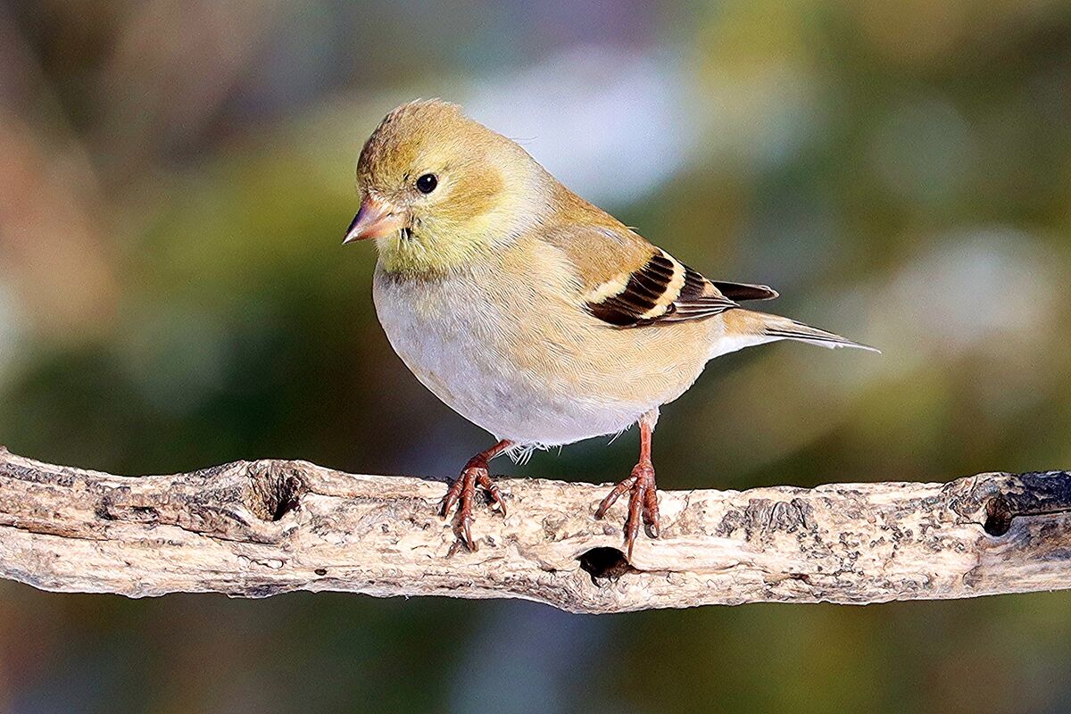 American Goldfinch...