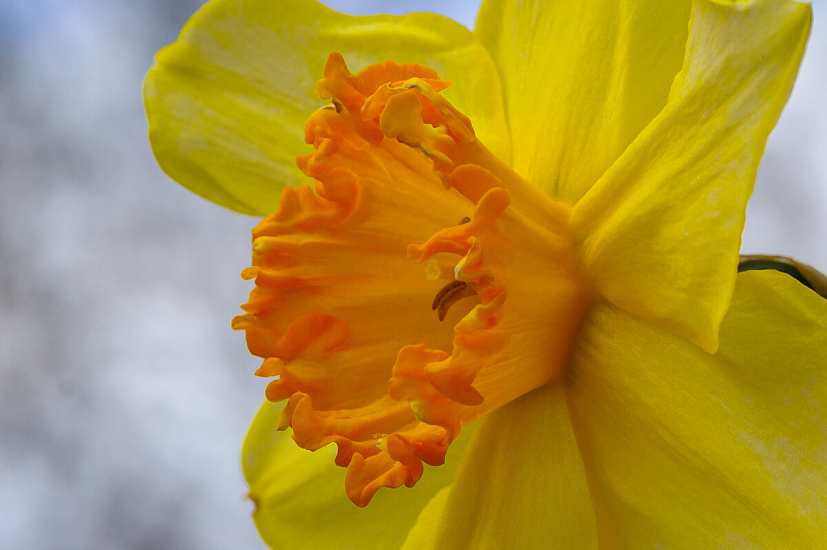 Have to include a daffodil....