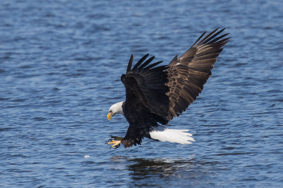 Eagles at 1120 mm?? I took my new R7 with EF 500 mm f/4 and attached my ...