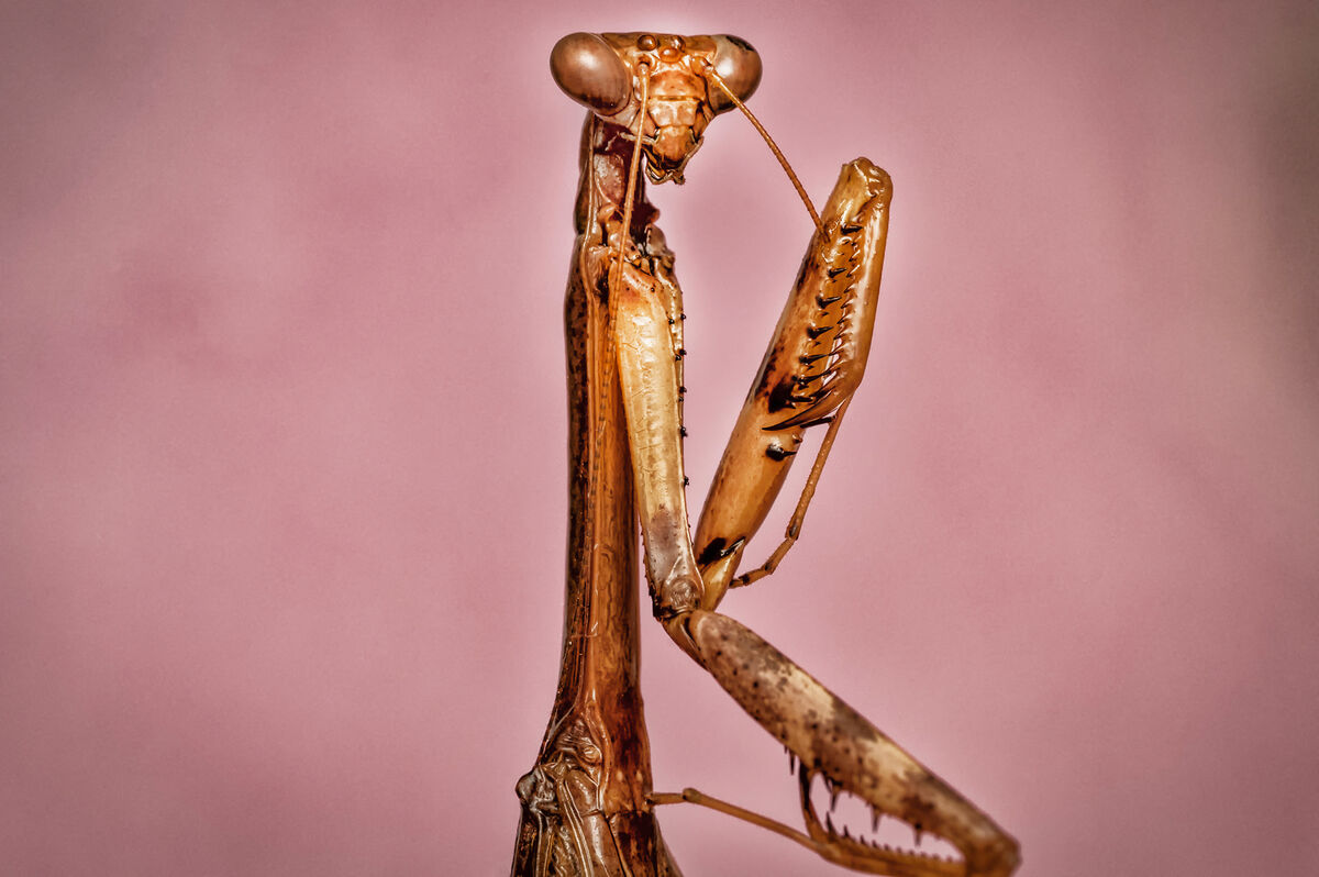 Macro Image of a Carolina Mantis I staged my preserved Carolina Mantis