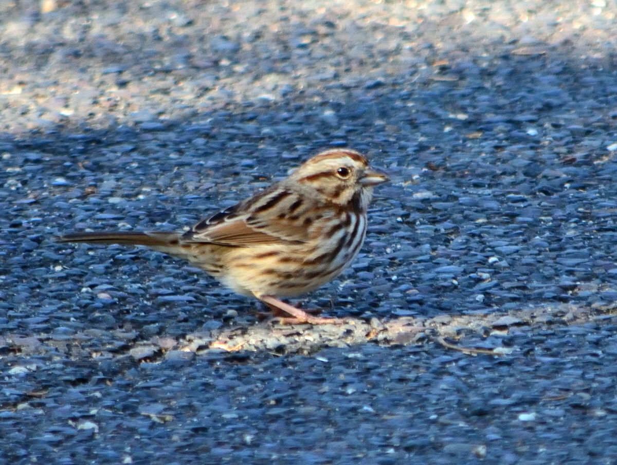 song sparrow...