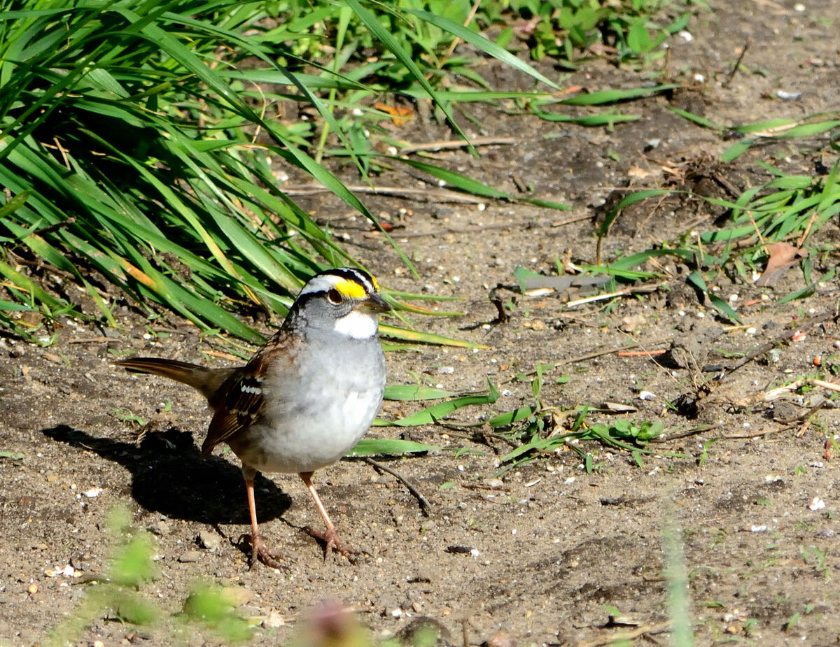 white throated sparrow...